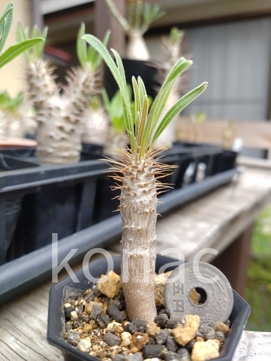 Amazon.co.jp: パキポディウム グラキリス 13 : おもちゃ